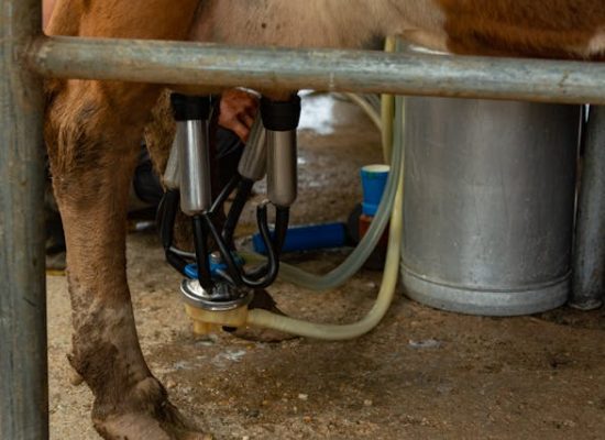 pexels-diego-f-parra-33199-15463497